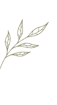 Botanical leaf illustration